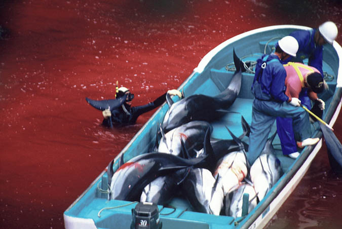 dolphin_slaughter_taiji_japan_the_cove_brooke_mcdonald_19